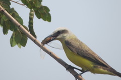 Tyrannus albogularis