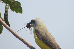 Tyrannus albogularis