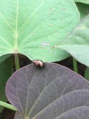 Chrysomelidae