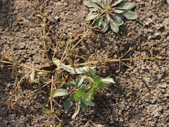 Lindernia procumbens