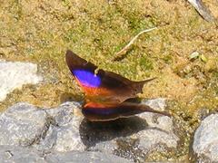 Marpesia furcula