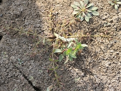 Lindernia procumbens