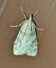 Scoparia subfusca