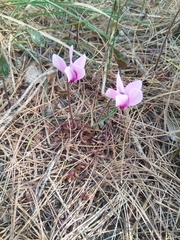 Cyclamen graecum