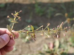 Lindernia procumbens