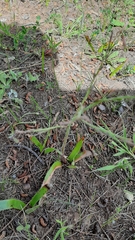 Trachyandra muricata