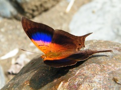 Marpesia furcula
