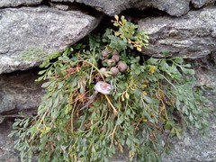 Asplenium ruta-muraria ruta-muraria