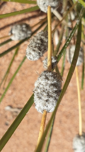 Image of Lomandra leucocephala by (c) Andrew Thornhill, some rights reserved (CC BY)