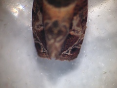 Lobesia transtrifera