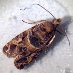Lobesia transtrifera