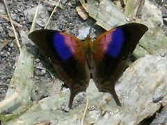 Marpesia furcula