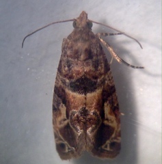 Lobesia transtrifera