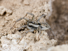 Alopecosa marikovskyi
