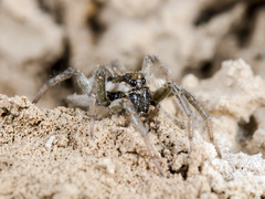 Alopecosa marikovskyi