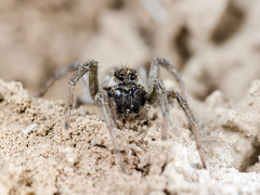 Alopecosa marikovskyi