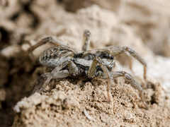 Alopecosa marikovskyi