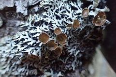 Hypogymnia krogiae