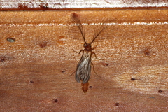Phengodidae
