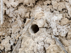 Alopecosa marikovskyi