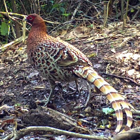 Copper Pheasant
