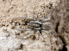 Alopecosa marikovskyi