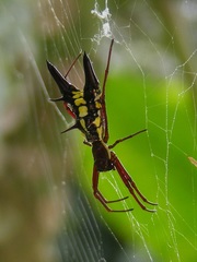 Micrathena pichincha