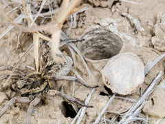 Alopecosa marikovskyi