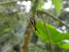 Micrathena pichincha