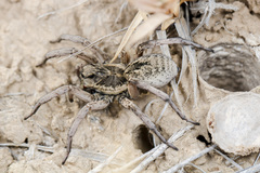 Alopecosa marikovskyi