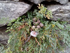 Asplenium ruta-muraria ruta-muraria
