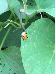 Aspidimorpha miliaris