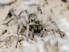Alopecosa marikovskyi
