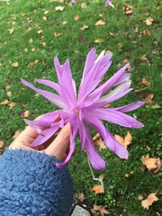 Colchicum