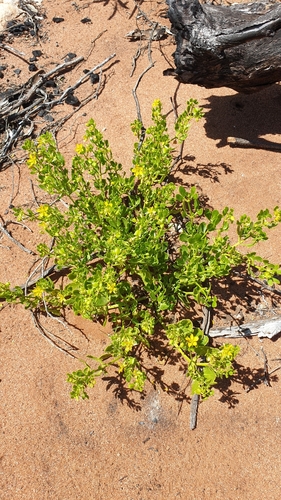 Image of Roepera apiculata by (c) Andrew Thornhill, some rights reserved (CC BY)