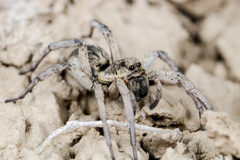 Alopecosa marikovskyi