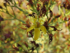 Hypericum triquetrifolium