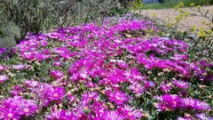 Lampranthus sociorum