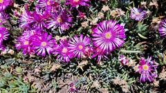 Lampranthus sociorum