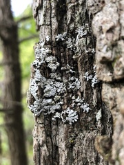 Physconia subpallida