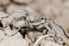 Alopecosa marikovskyi
