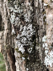 Physconia subpallida