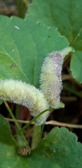 Dasineura violahirtae