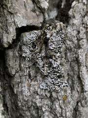 Physconia subpallida