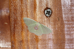 Nemoria astraea