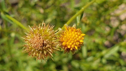 Image of Calotis erinacea by (c) Andrew Thornhill, some rights reserved (CC BY)