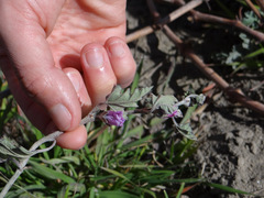 Sphaeralcea mendocina