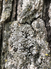 Physconia subpallida