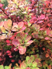 Berberis