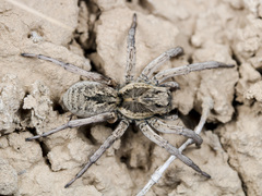 Alopecosa marikovskyi